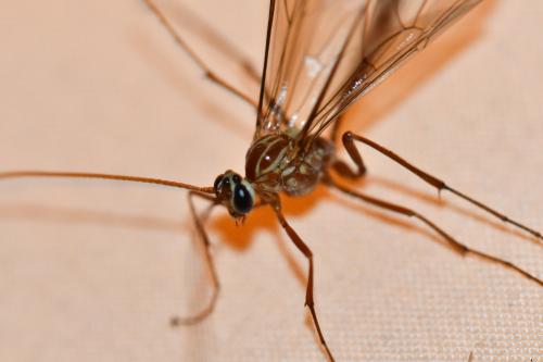 Ophion obscuratus
